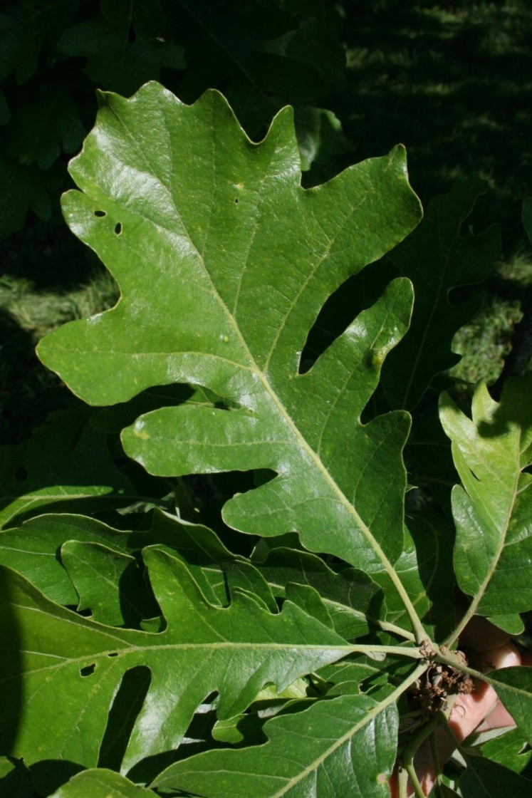 Bur Oak Acorns For Sale. Large Acorns. Mossy cup. Northern Ecotype. 50 Acorns.