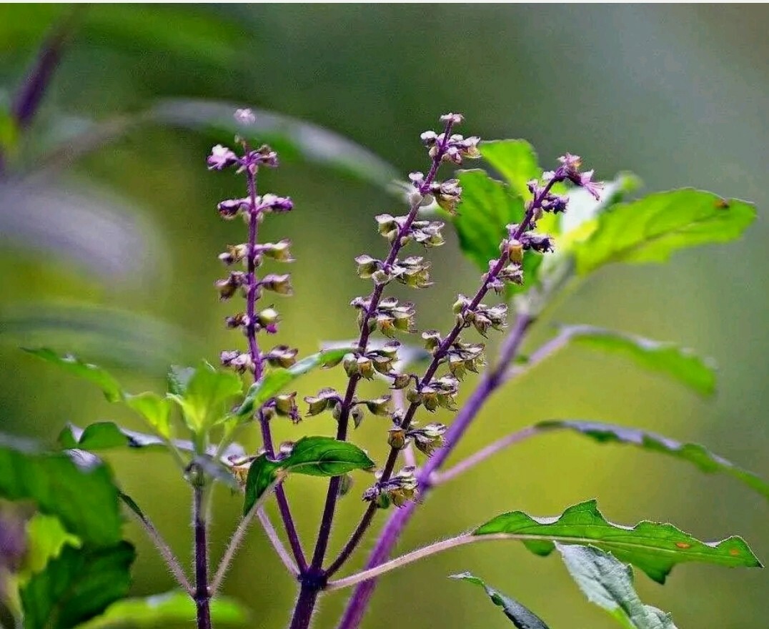 Tulsi Seeds 3 strings Holy Basil