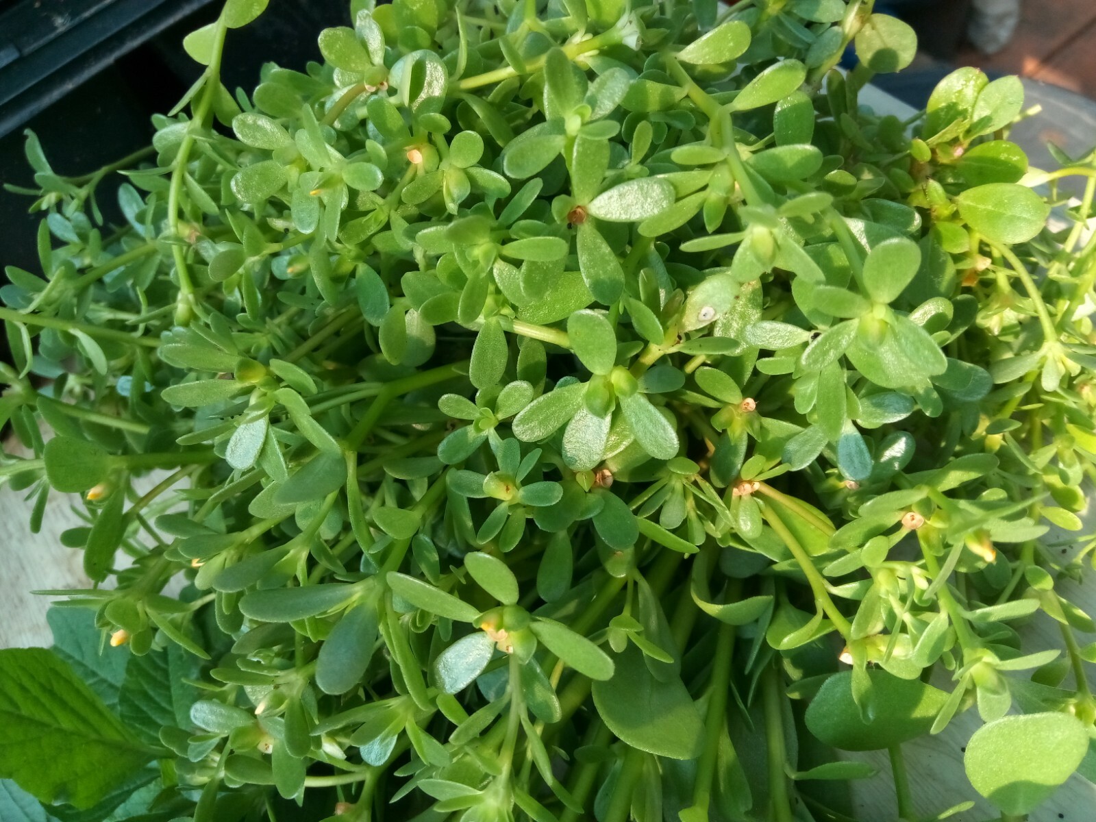 250+ Organic Purslane Seeds( Portulaca Sativa) Green Edible Annual Herb.