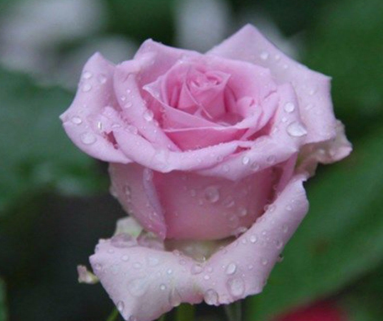 20 SEEDS for CLASSIC OCEAN VIOLET GREEN Rose flower Bush exotic plant USA Seller