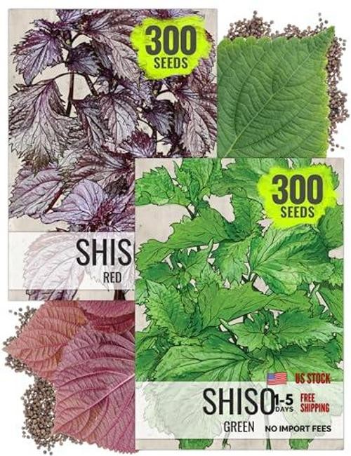 Shiso Herb Seeds Variety Pack of 2 Non-GMO & Heirloom Perilla Shiso Duo