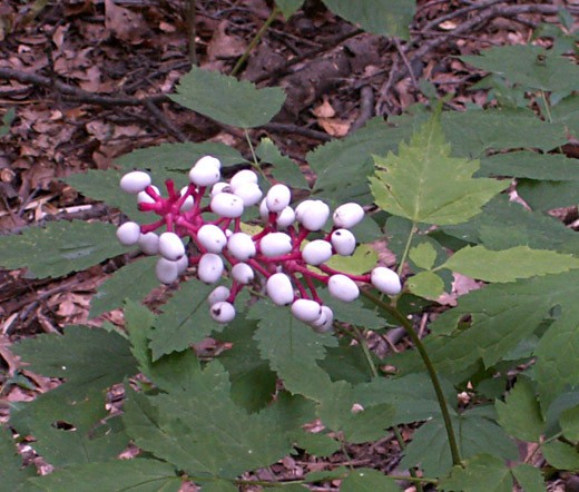 BANEBERRY WHITE Actaea Pachypoda Alba – 10 Seeds