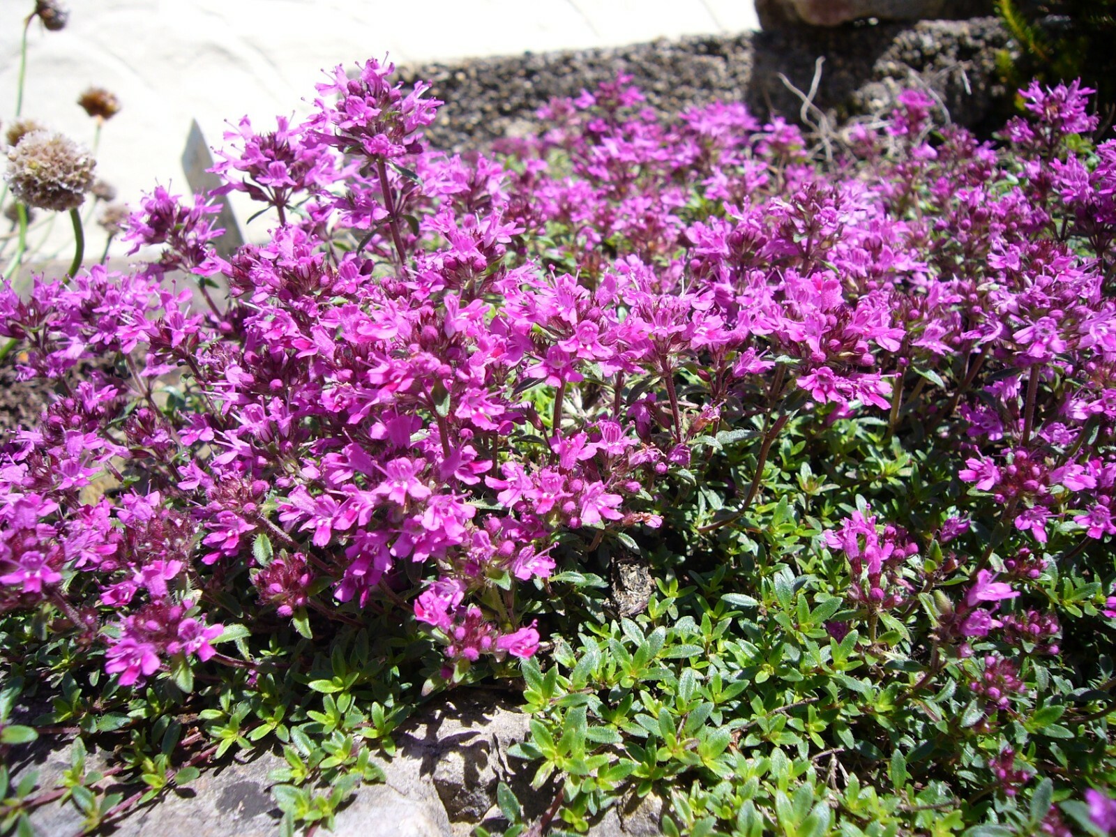 MPB#8 Creeping Thyme 1,000 Seeds Ground Cover Perennial Seeds Herb Seeds