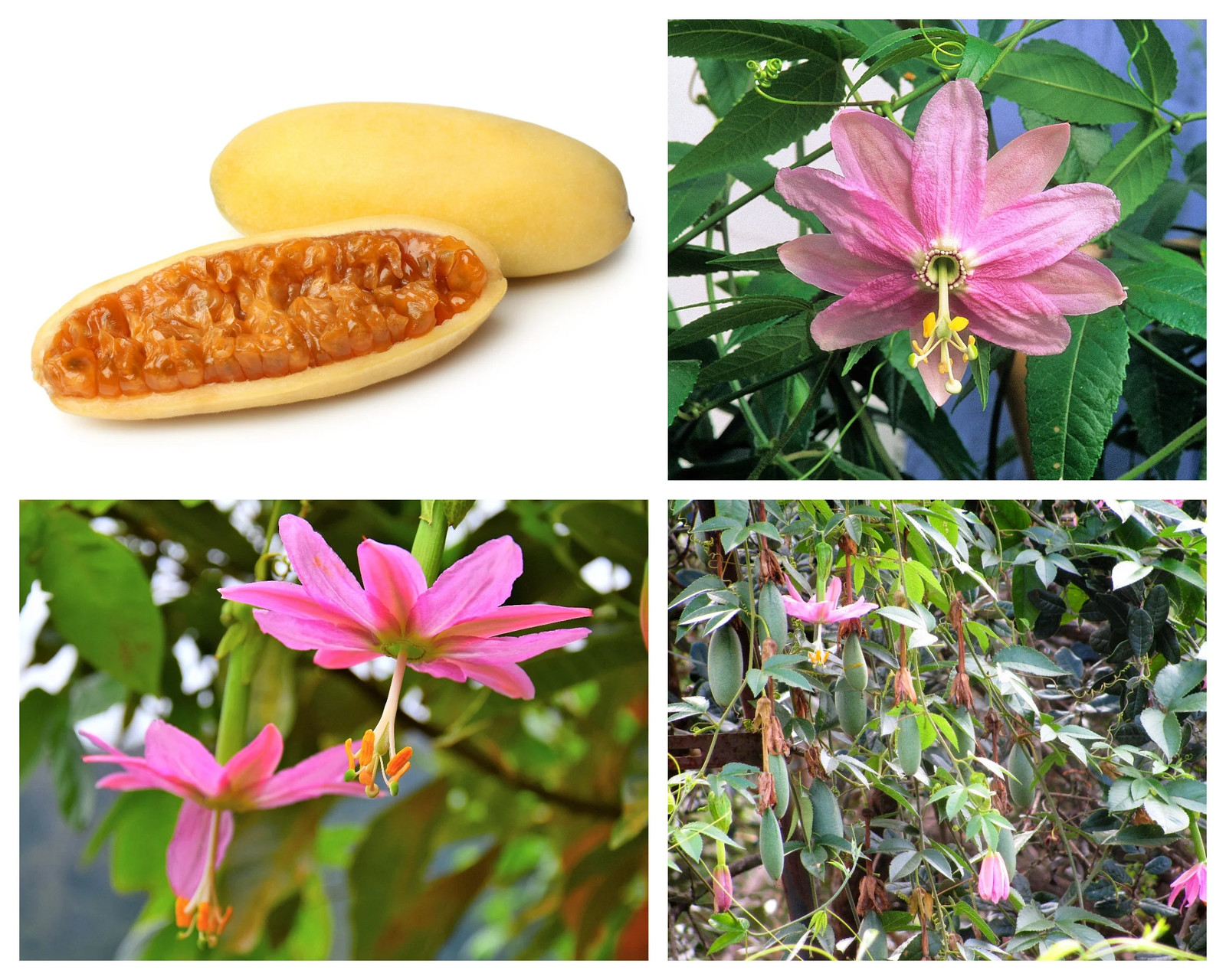 10 BANANA PASSION FRUIT Pink Flower Passiflora Mollissima Yellow Vine Seeds