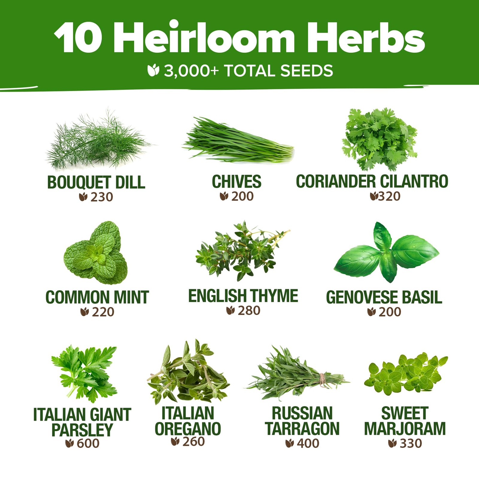 10 Herb Seeds for Planting 3,000+ NonGMO Heirloom Seeds | Extra Large Variety…