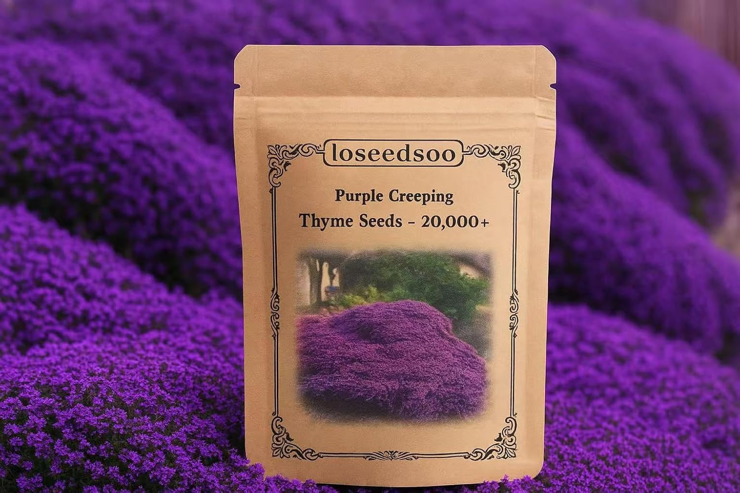 20000+ Creeping Thyme Seeds for Planting -Perennial Ground Cover Plants Flowers