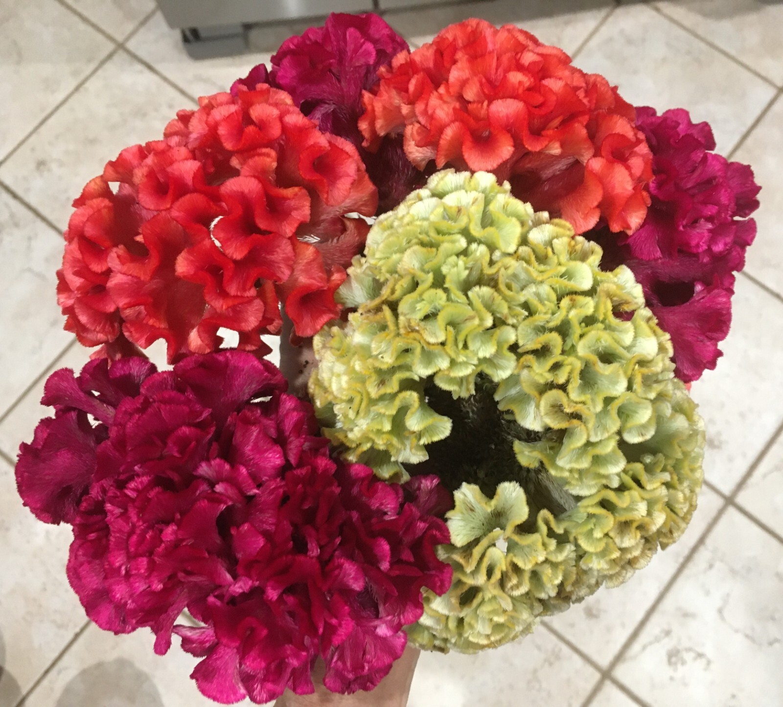 150 Celosia Cristata Mix seeds / Cockscomb seeds **organic heirloom ** Free S/H