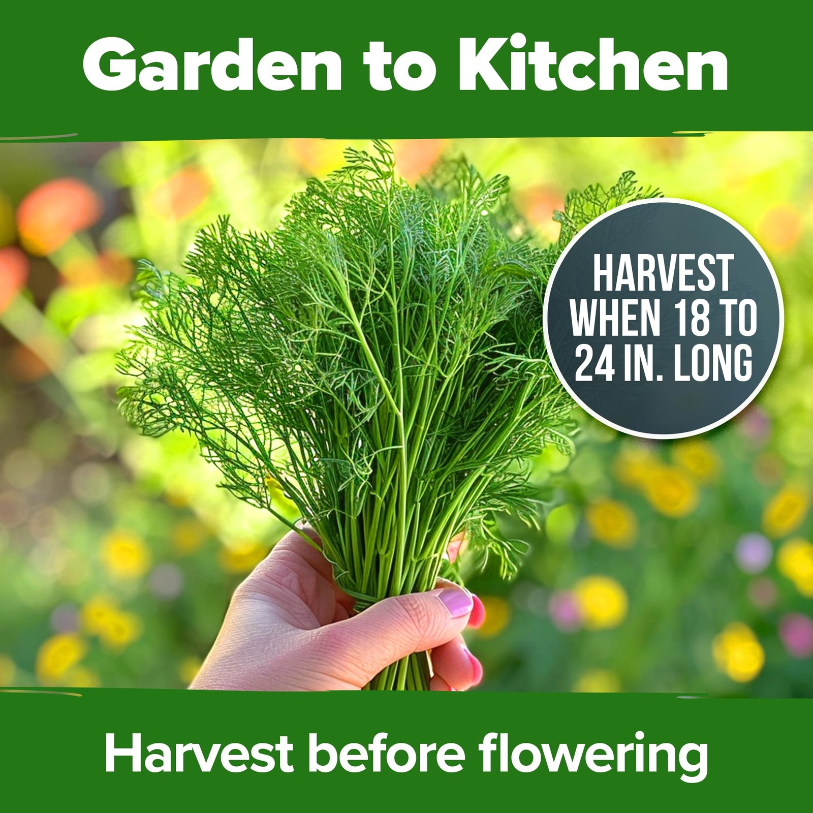 Non GMO Dill Seeds for Planting 1,014 Bouquet Dill Seeds and Heirloom Herb Se…