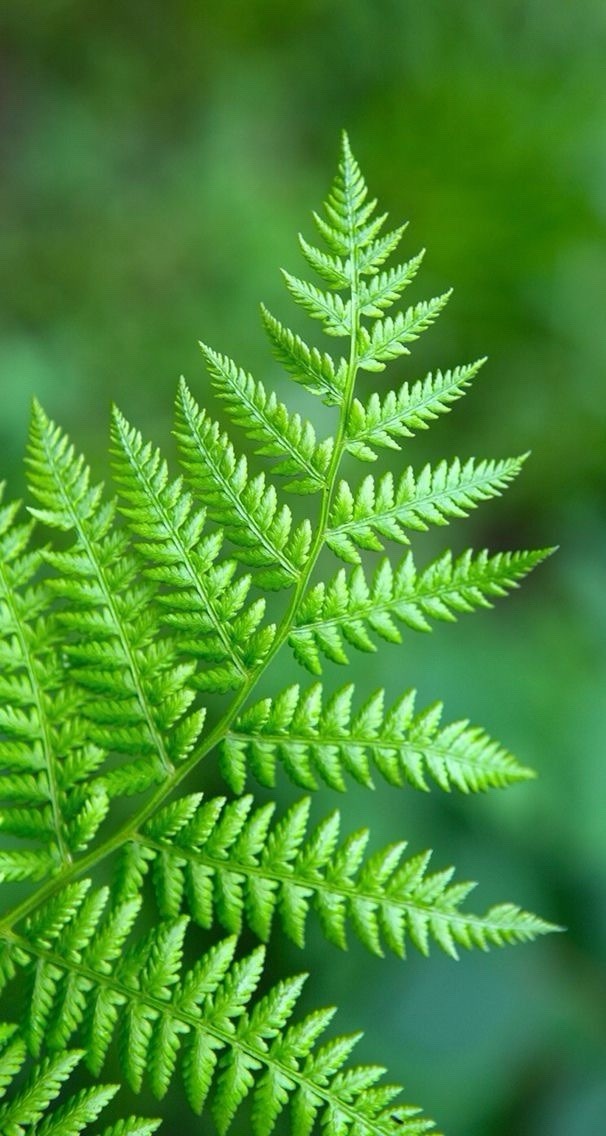 1 Ostrich Fern WOODLAND GARDEN Bareroot