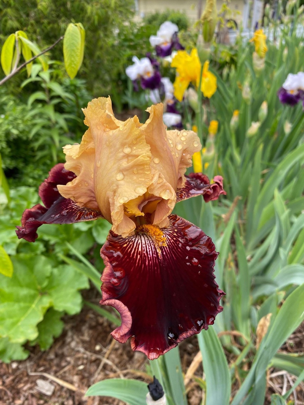 20 tall bearded iris rhizomes