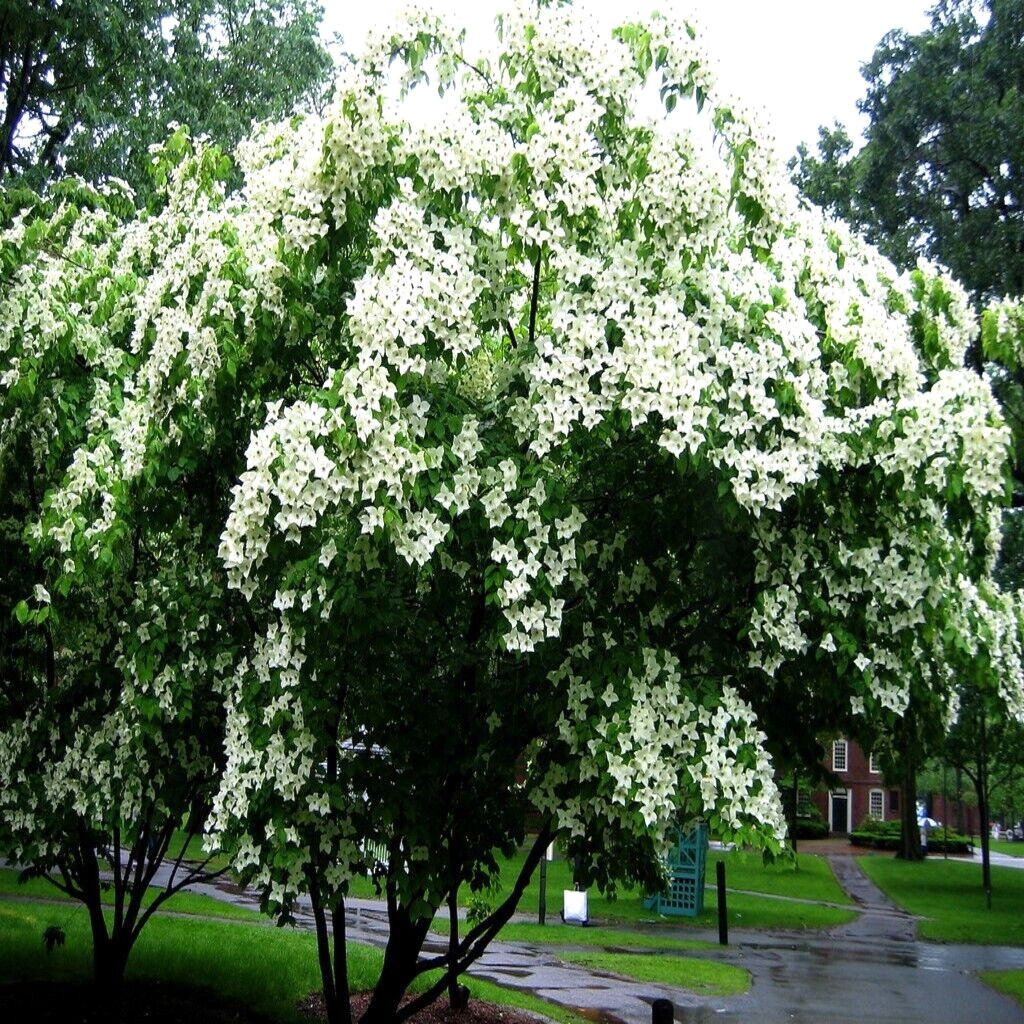 KOUSA DOGWOOD TREE SEEDS Chinese Milky Way Hardy-5 White Flower Red Fruit Plant