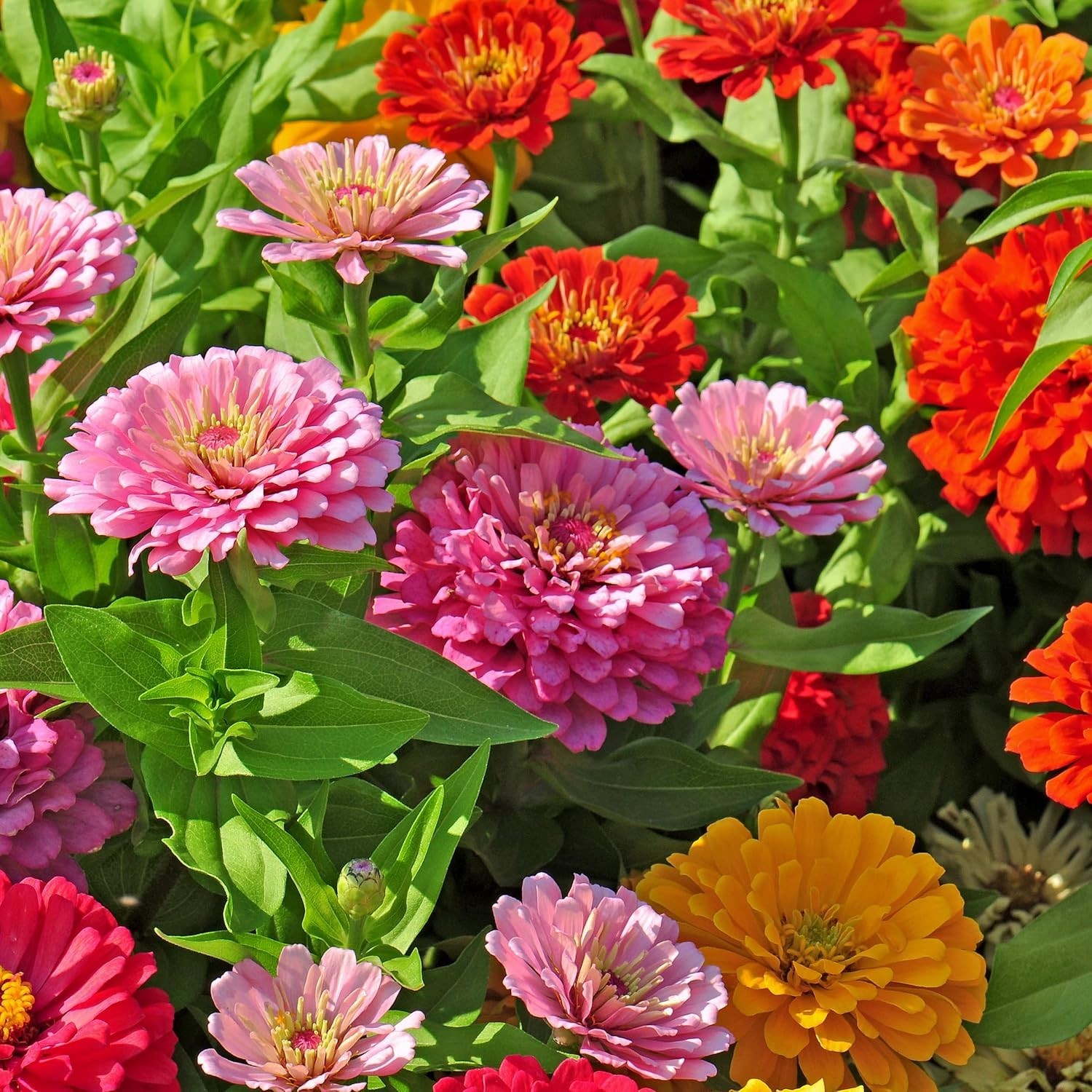 Zinnia Seeds Dahlia Mix – 200 Non-GMO Flower Seeds for Vibrant Gardens