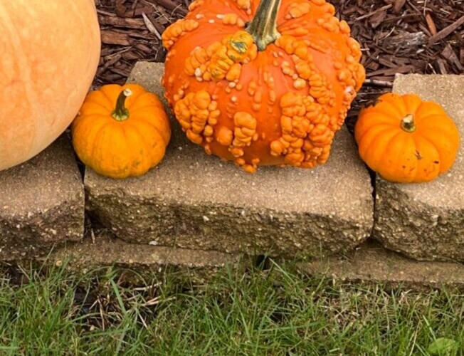 Jack Be Little Pumpkin Seeds – Mini Pumpkins – Non-GMO / Heirloom