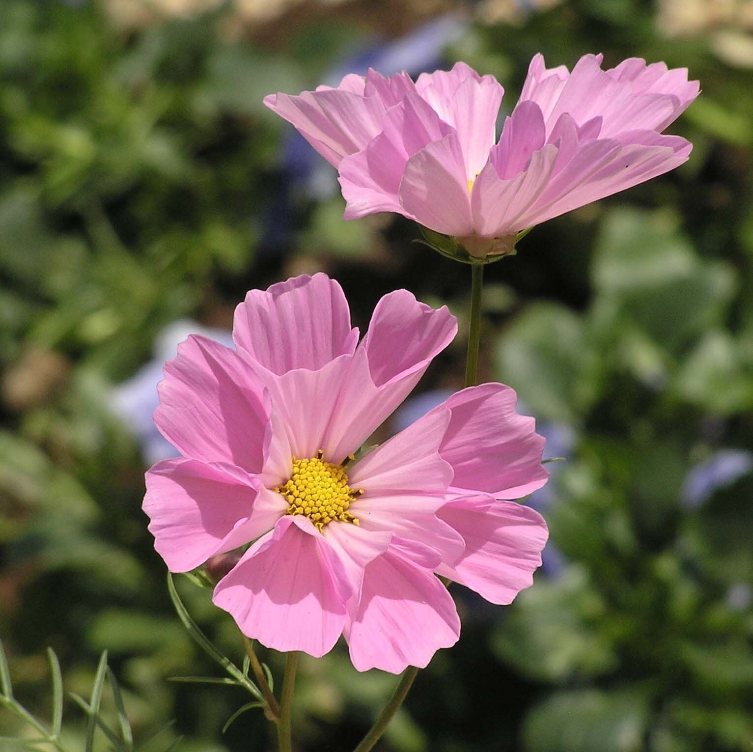 Cosmos Bipinnatus – Sea Shells seed
