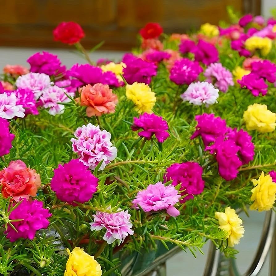 200 Rose Moss Portulaca Grandiflora Seeds Mixed Colors Perennial Flowers