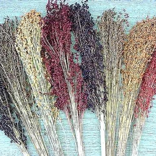 100+BROOM CORN Seeds Heirloom Sorghum Vegetable Grain Multi Color Crafts Easy