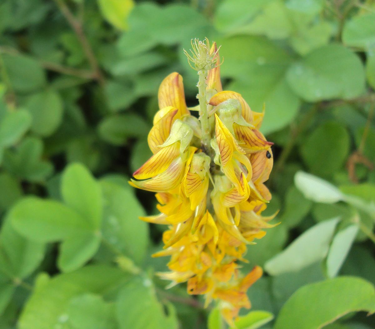 Crotalaria pallida SMOOTH RATTLEBOX golden yellow flowers SEEDS!