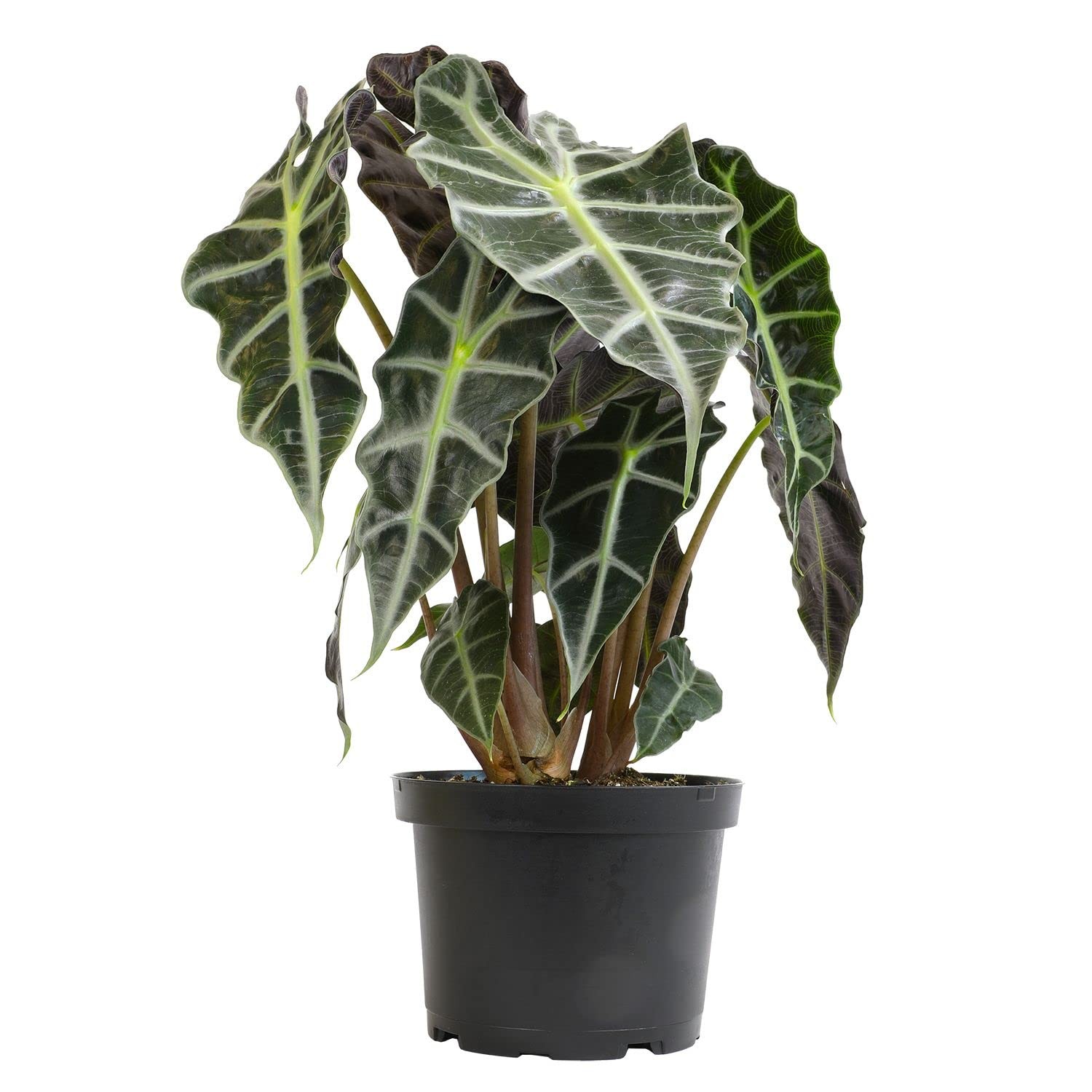 Alocasia Amazonica Polly Elephant Ear Plant in 6″ Pot, Office Desk Decor, Eas…