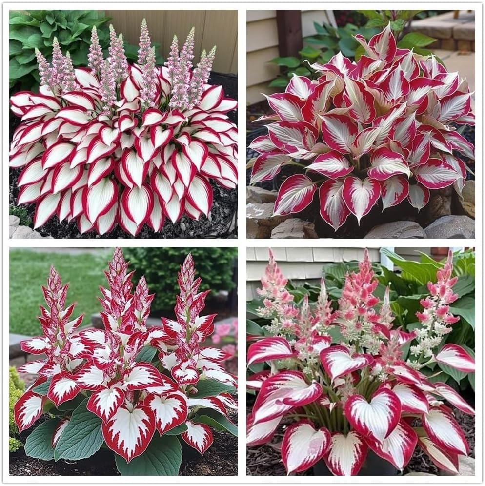 100+ Hosta Seeds for Planting Outdoors, Rare Perennial Flower Seeds, Shade Lo…