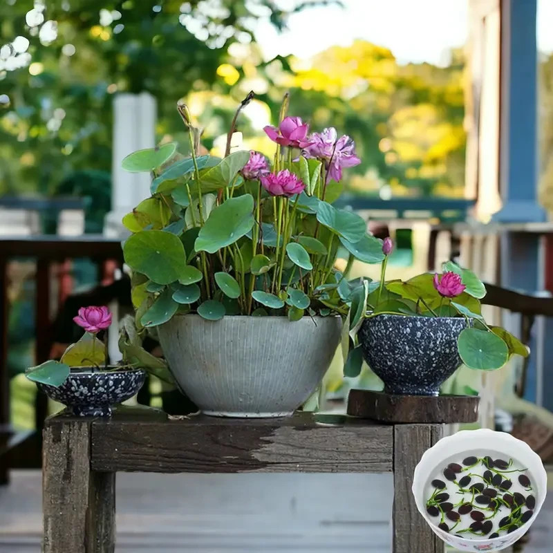 15pcs Mixed Bowl Lotus Seeds Bonsai Lotus Seeds