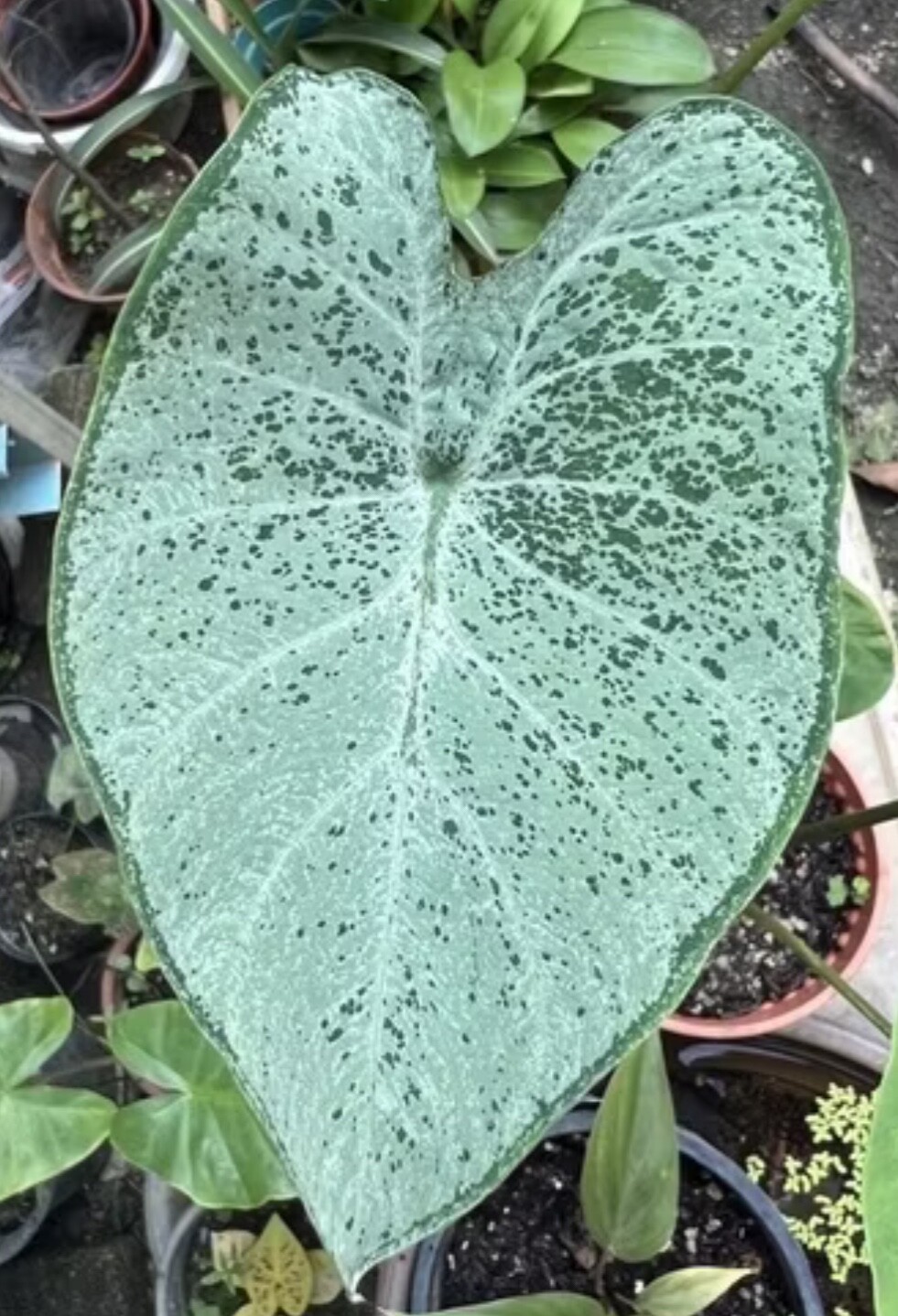 AUTHENTIC Colocasia Aquatilis 1 bulbs