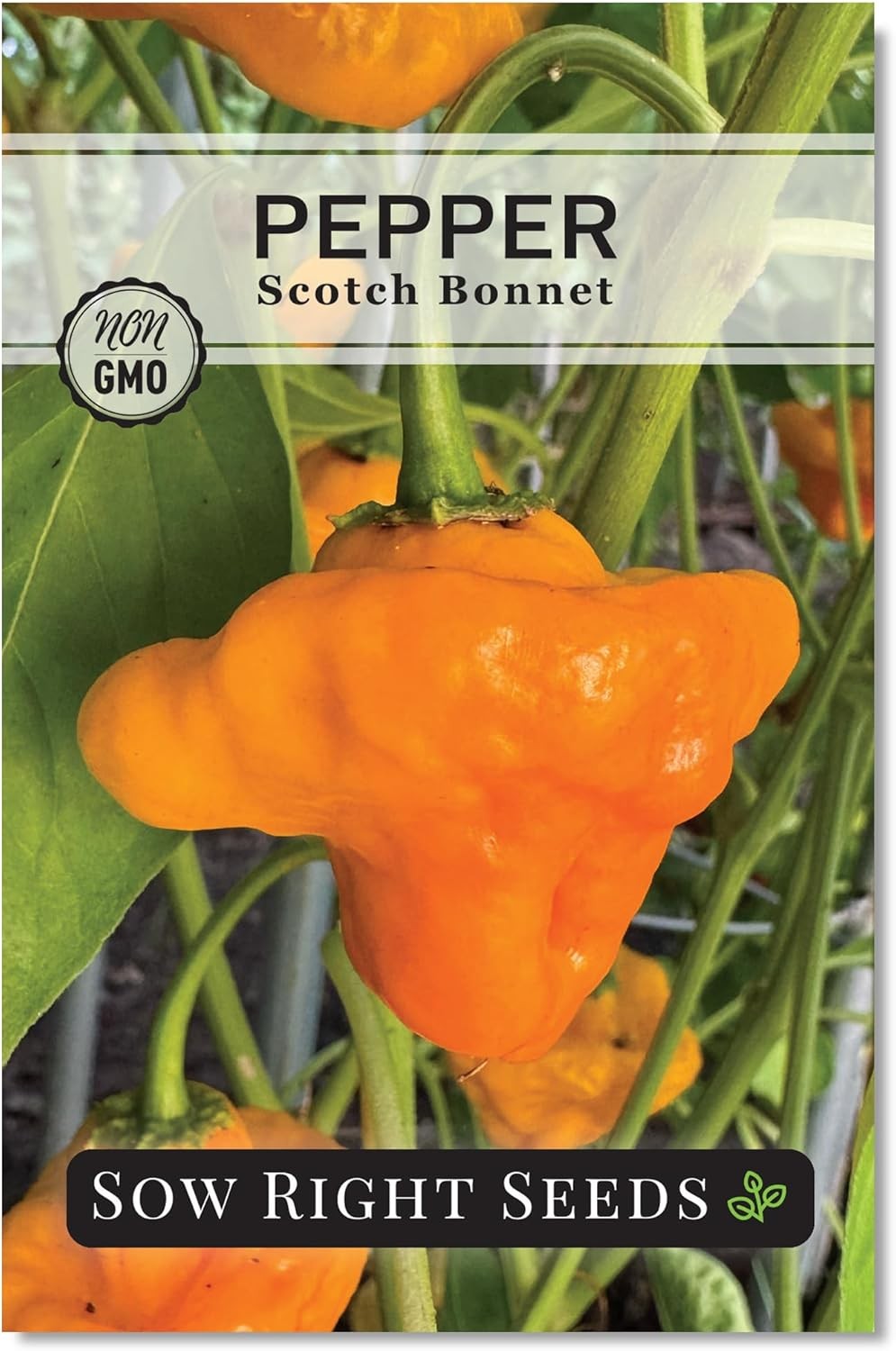 Scotch Bonnet Hot Pepper Seeds – Non-GMO Heirloom Capsicum Chinense