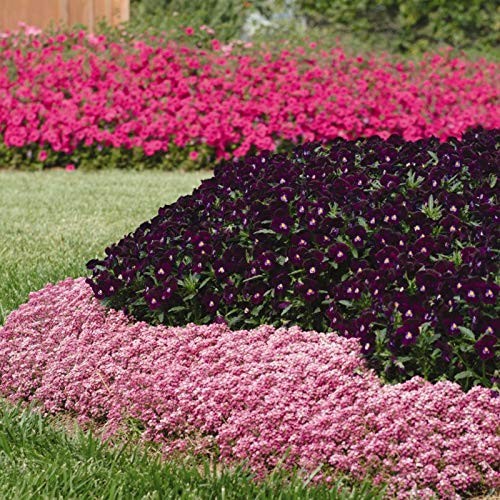 Easter Bonnet Deep Pink Alyssum Seeds – 1000 Pcs Annual, Drought-Tolerant & P…