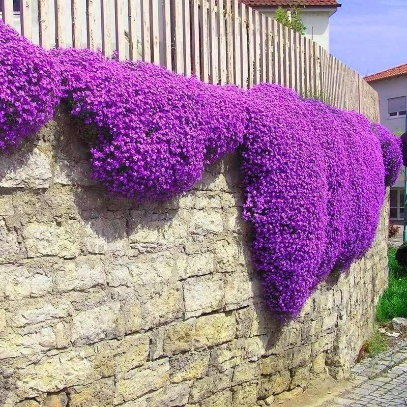 10000pcs Creeping Thyme Seeds for Planting Perennial Ground Cover Plants Heir…