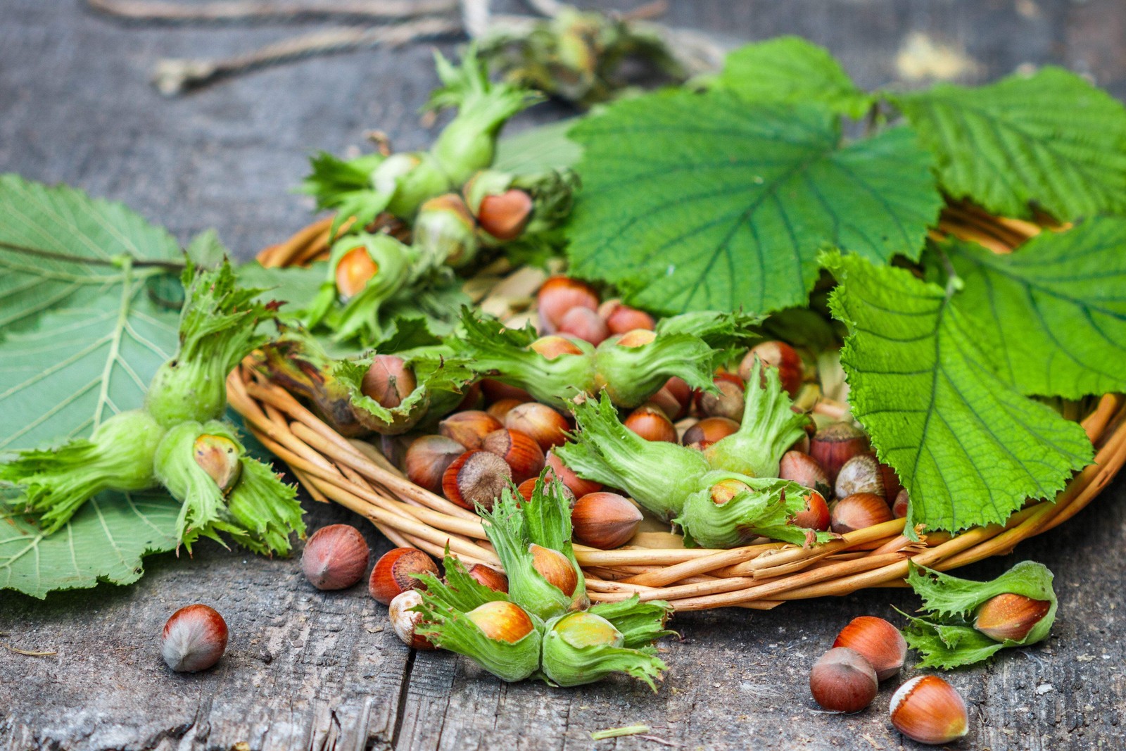 5 AMERICAN HAZELNUT TREE aka Filbert Corylus Americana Fruit Nut Seeds *Comb S/H