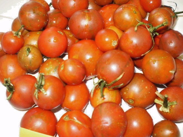 Guernsey tomato seeds non-gmo heirloom open pollinated