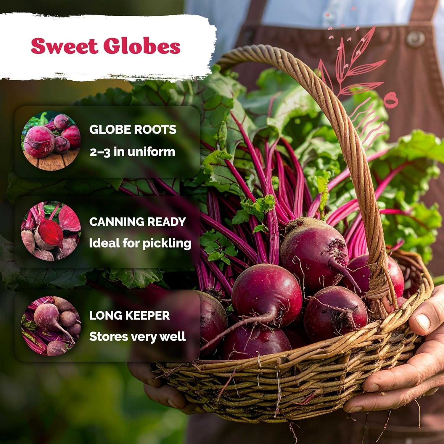 Heirloom Detroit Dark Red Beet Seeds – 600 Count for Reliable Outdoor Gardening