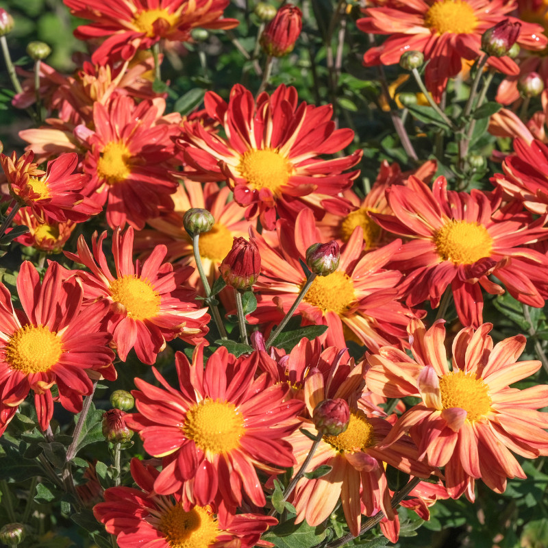 Daisy Seeds 125+ Seeds Daisy Flower, Flower Seeds, Annual Seeds, Garden Seeds