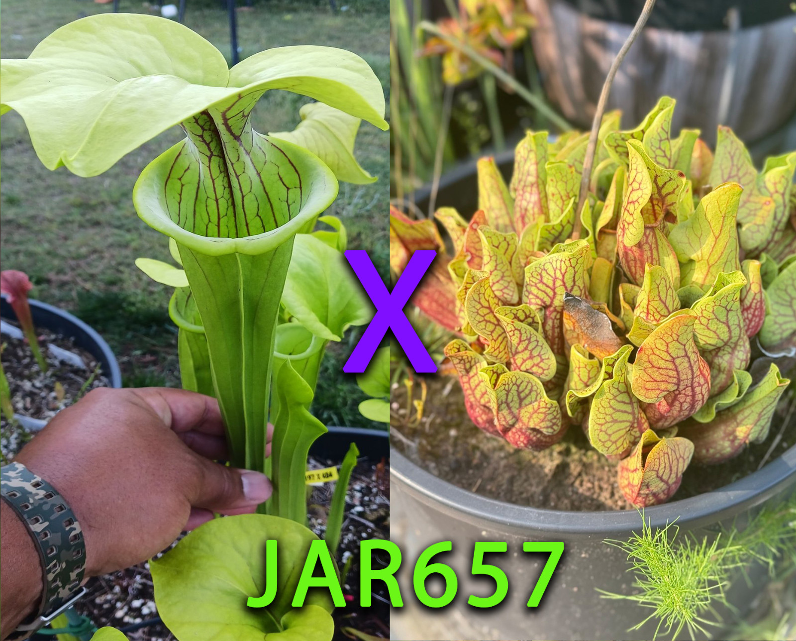 Sarracenia Seeds – JAR657 Doreen’s Colossus x Purp Montana ‘Jerry’s Breeder’