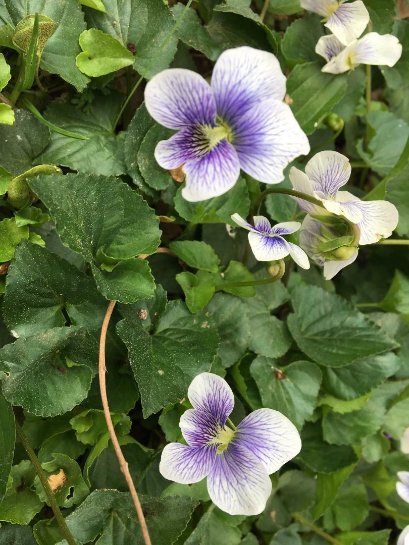 WILD Conderate White With Blue Center VIOLET Flowers Over 25 + SEEDS USA Seller