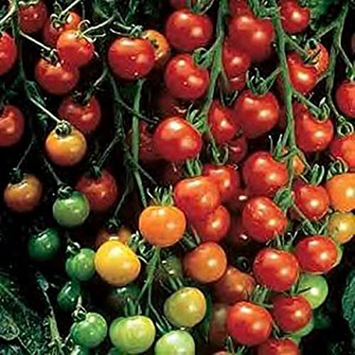 Buy 100 Sweet Tomato Seeds for High Yields and Delicious Flavor