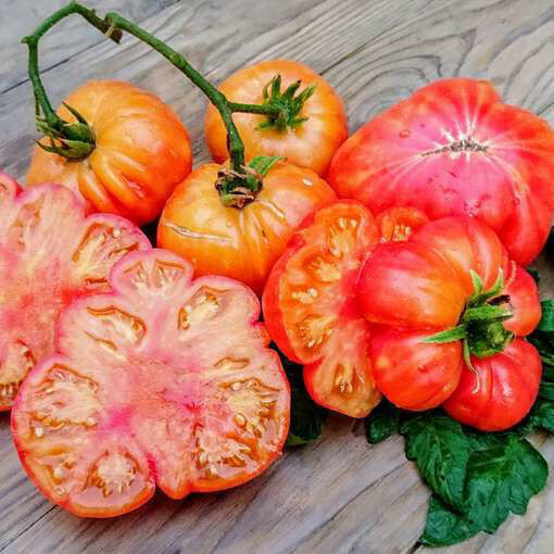 50+ OLD GERMAN HEIRLOOM TOMATO SEEDS – FRESH FOR YOUR VEGETABLE GARDENS