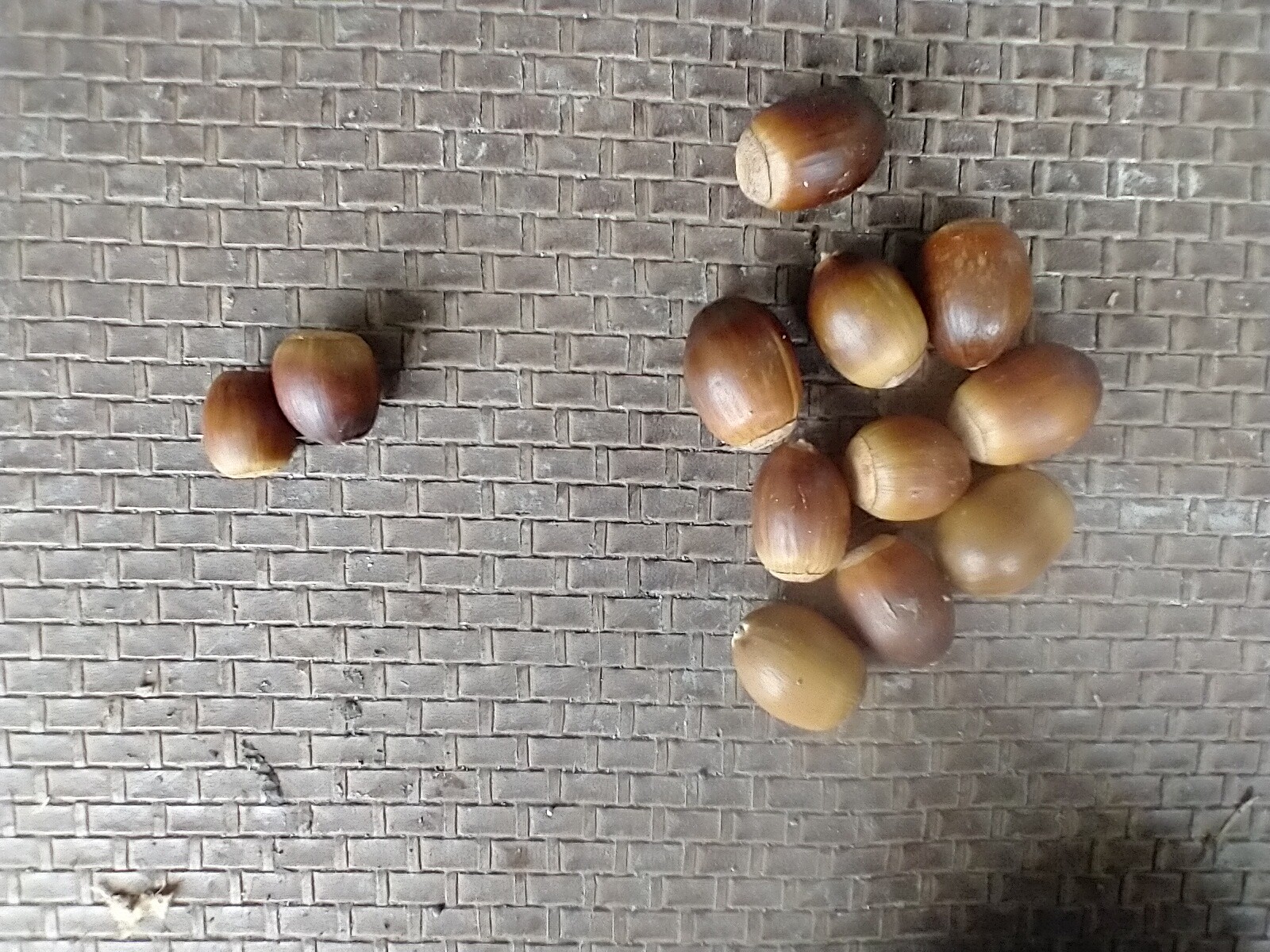 19 Sawtooth Oak seeds acorns Quercus acutissima 55+yrold mother 10/2022 harvest