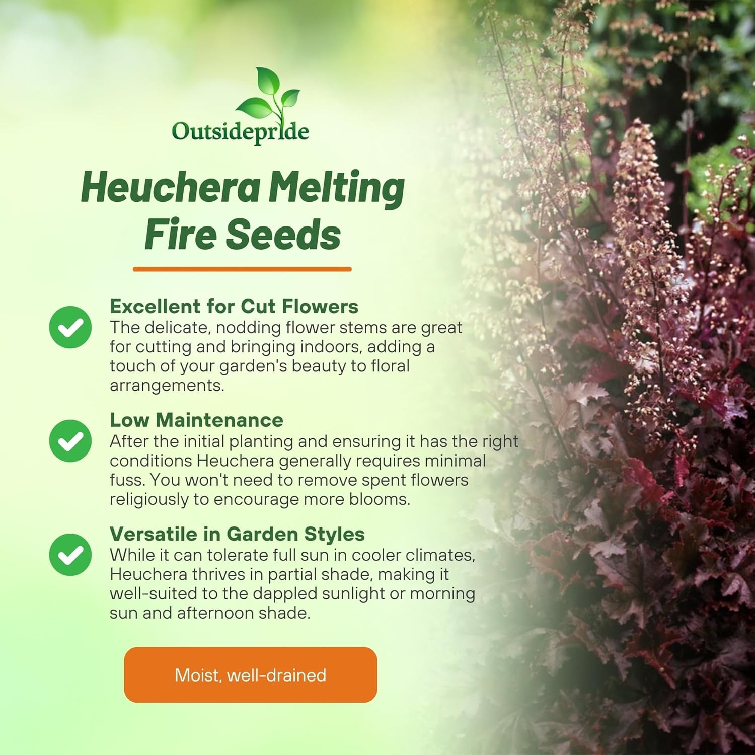 50 Seeds Heuchera Seeds – Heuchera (Coral Bells) Melting Fire Flower Seed
