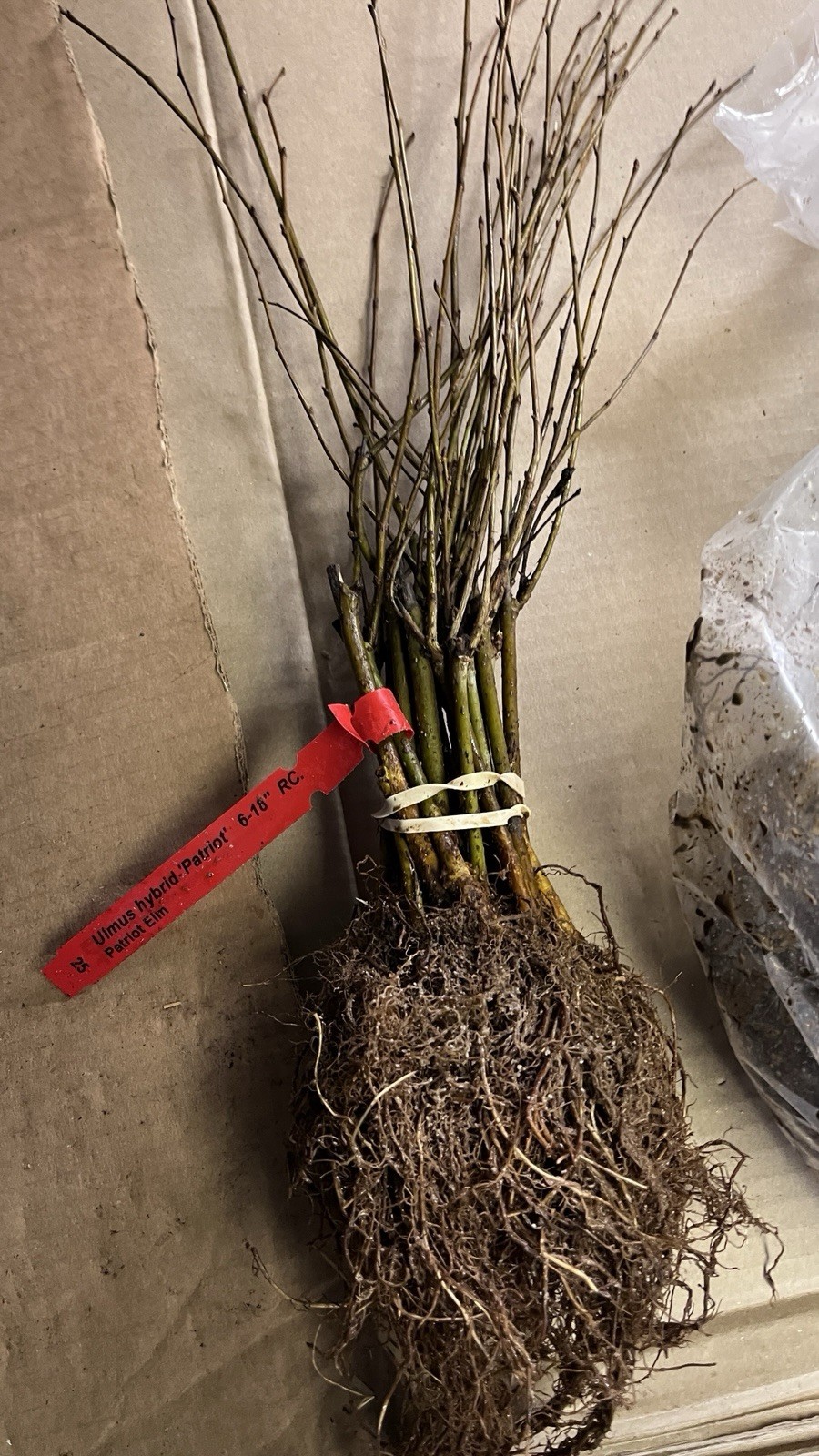 12 inches tall Ulmus hybrid ‘Patriot’ Bare root Elm Tree