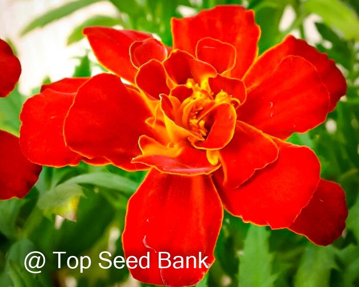 30+ Red Durango marigold seeds, French early blooming + Free GIFT | Organic
