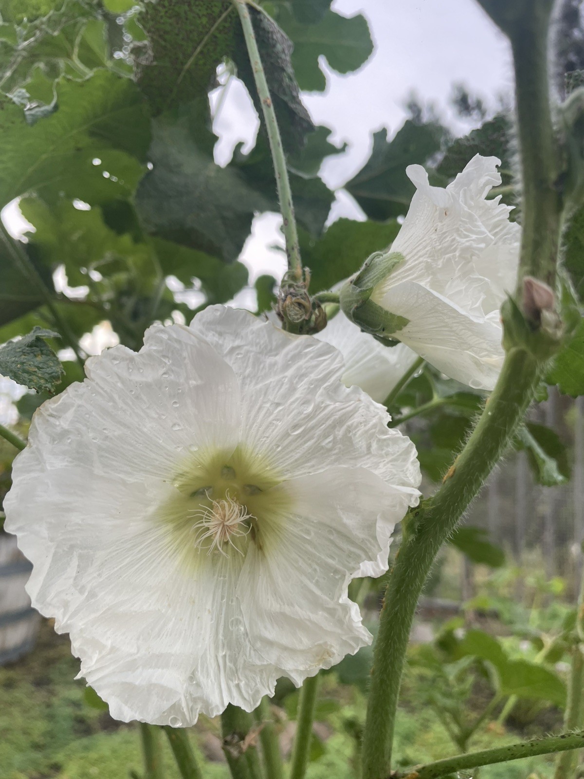 200 (2026) Fresh Hollyhock Flower Seeds Variety Color Pack Free Shipping