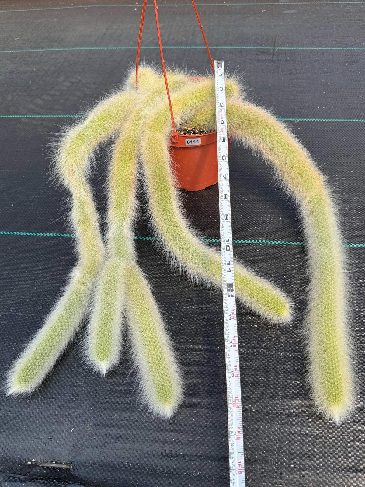 Hairy Monkey Tail Cactus | Rare White‑Hair Clone | Fuzzy Trailing Succulent