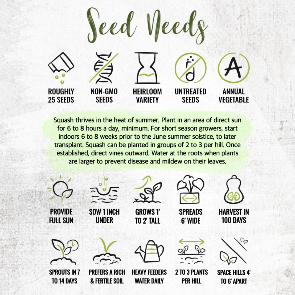 Waltham Butternut Winter Squash Seeds For Planting (Cucurbita pepo)