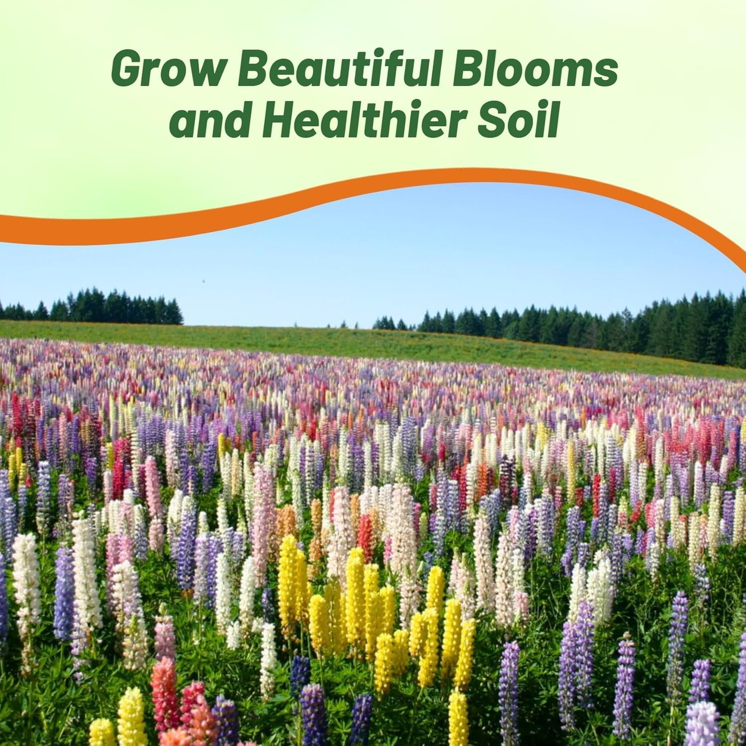 Mixed Russell Lupine Seeds – 1/4 Lb. Perennial & Pollinator-Friendly Wildflower