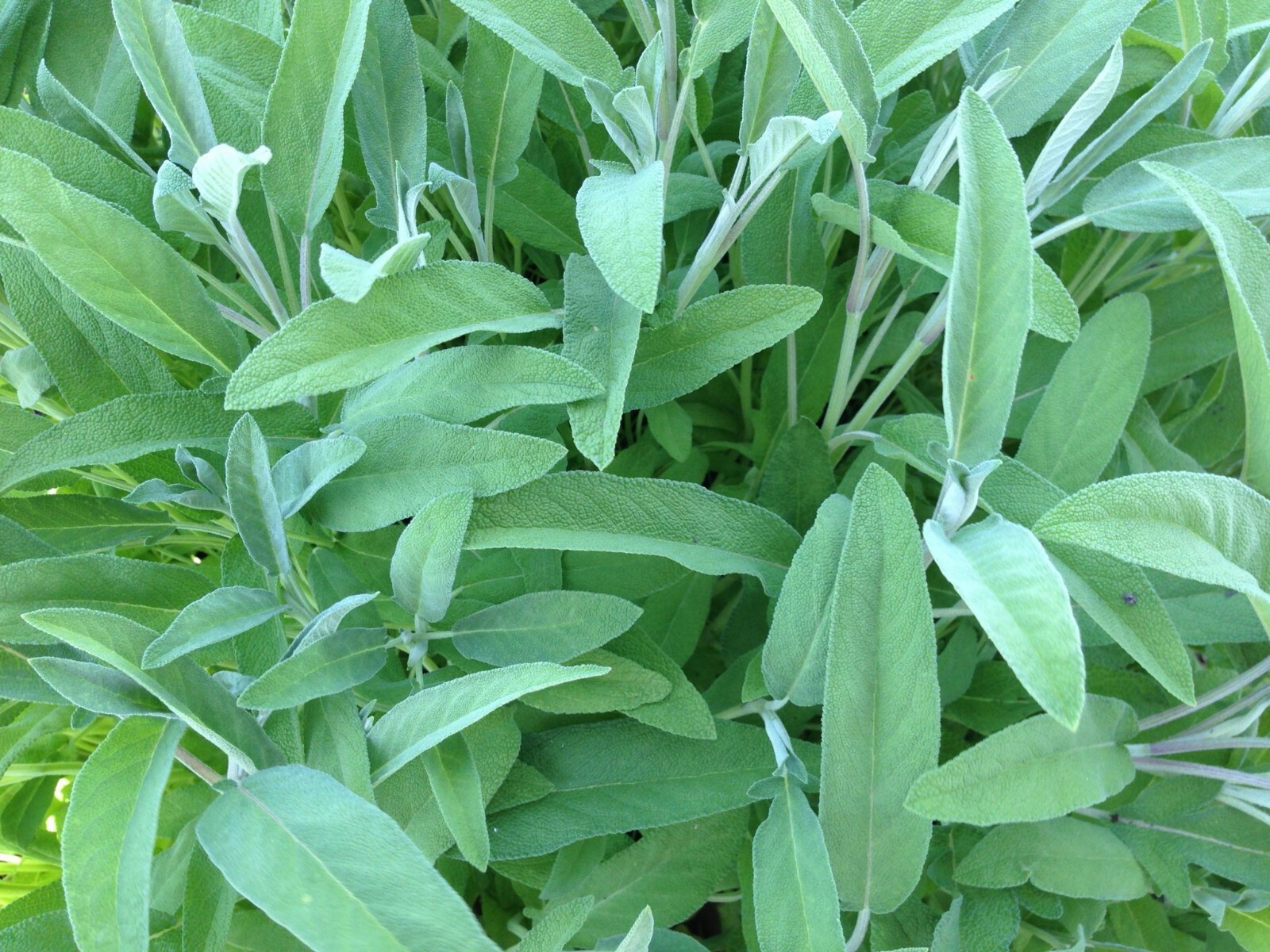 Sage Broadleaf Seeds 50 Ct Herb Garden NON-GMO AROMA PERENNIAL FREE SHIPPING