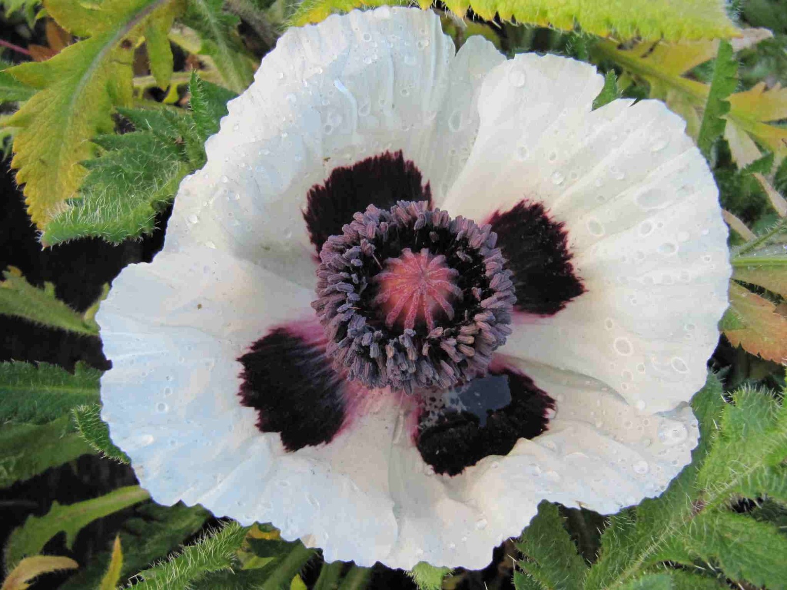 Poppy – Papaver orientale – Royal Wedding seed