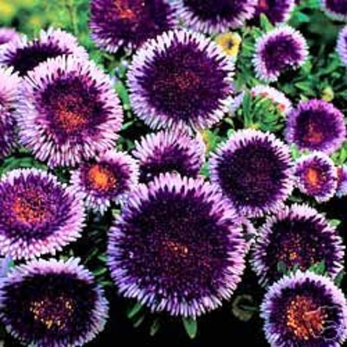 20+ GIANT RED MOON ASTER FLOWER SEEDS / RESEEDING ANNUAL