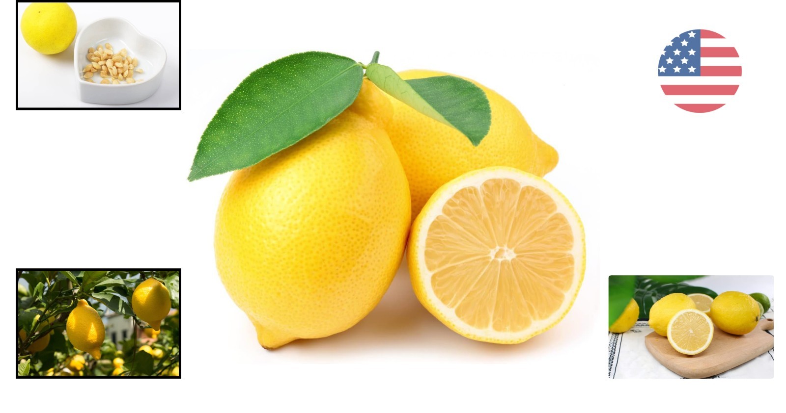 Grow 30 Organic Lemon Seeds – High Survival Rate for Air Purifying Home Gardens