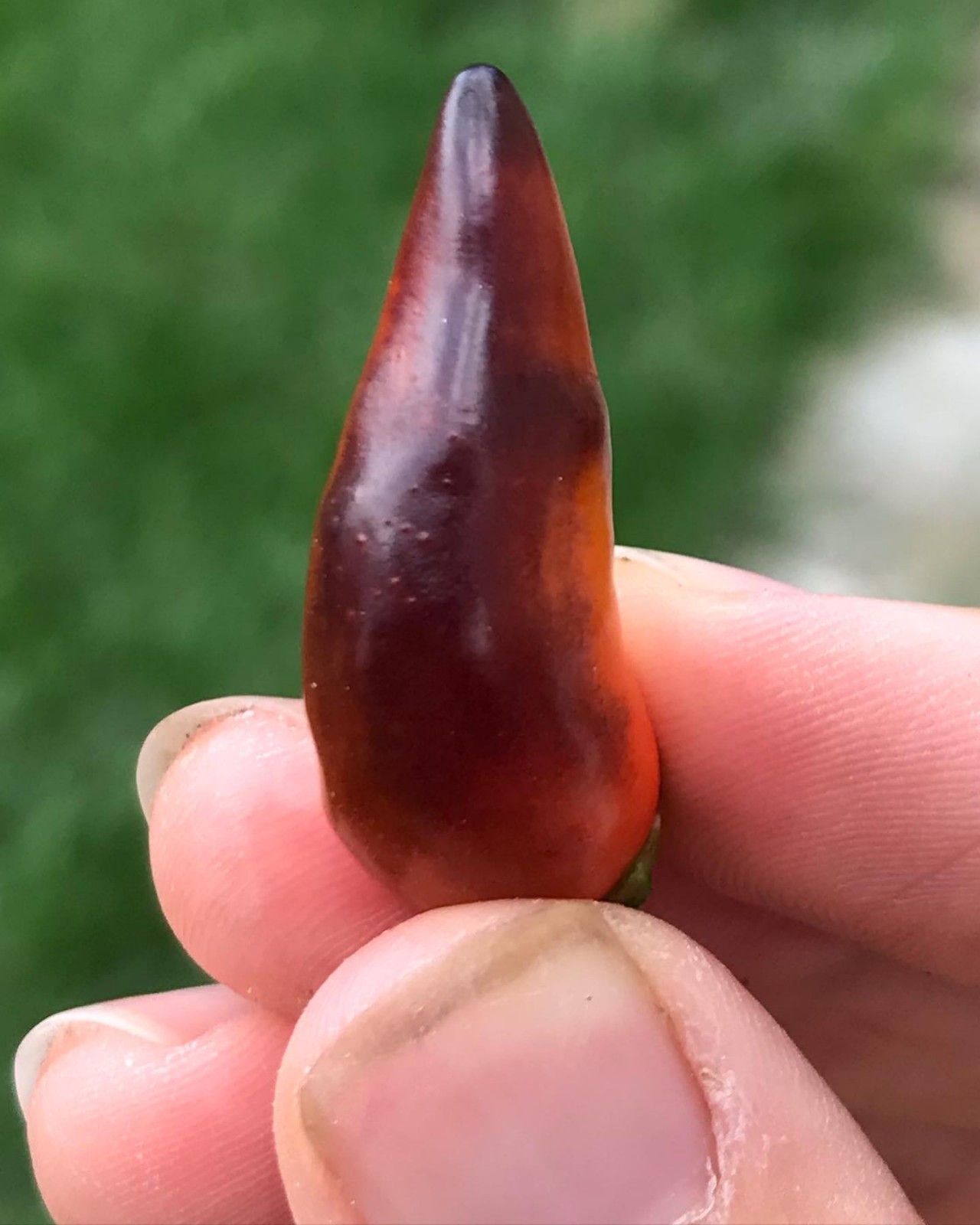 ‘Black Pearl’ x ‘Medusa’ Ornamental Pepper Seeds, Colorful Edible Plant