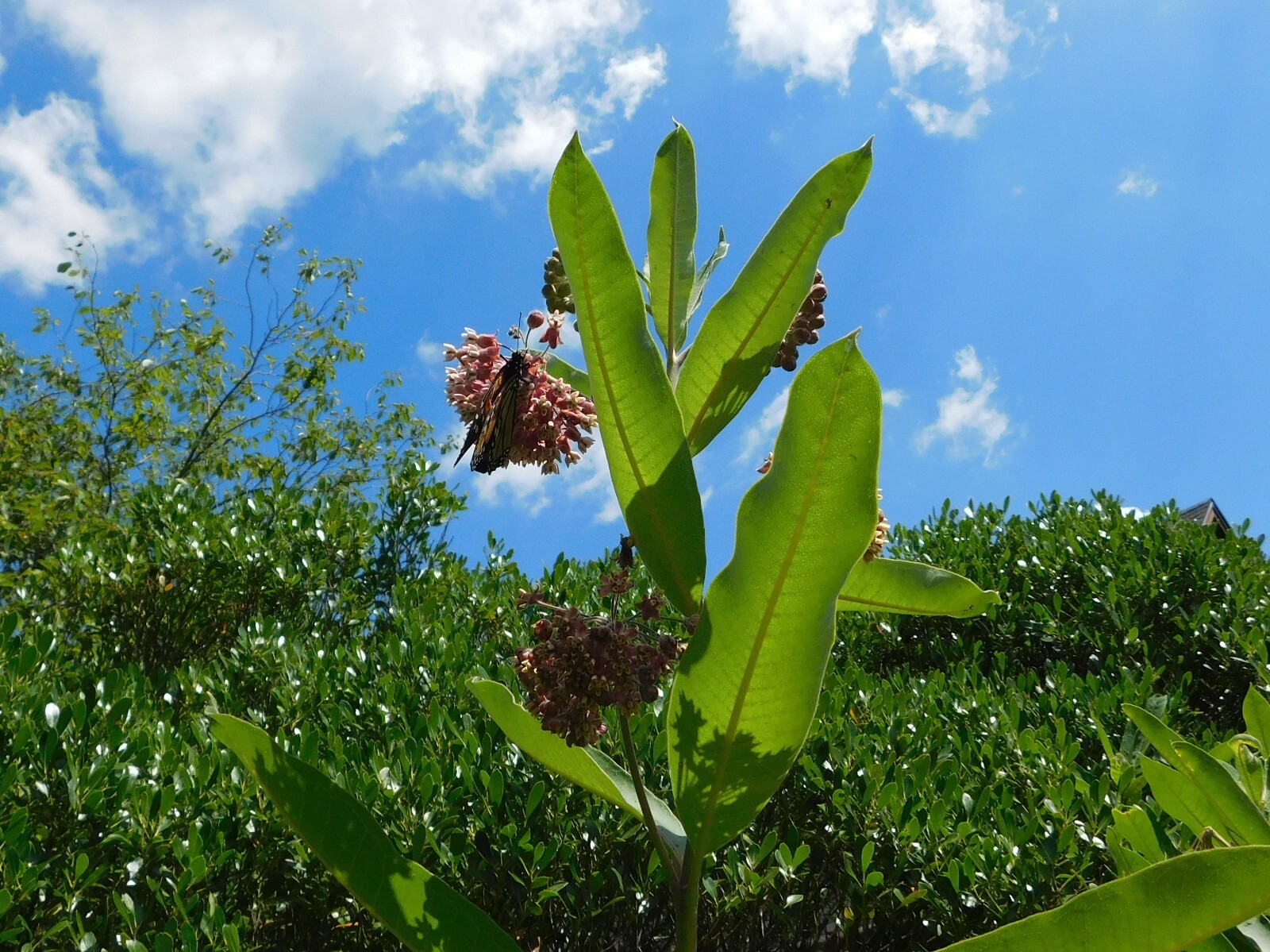 18 Common Milkweed Pods with Seeds, Asclepias Syriaca,2023 Fall Crop. Monarch H